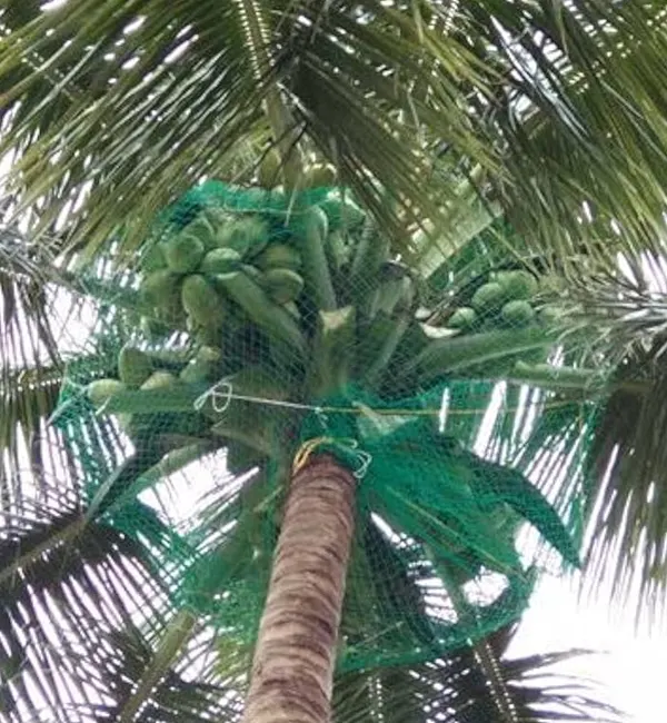 Coconut Tree Safety Nets